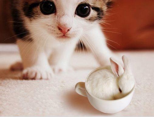 漂亮养猫的女生一定是折翅的天使图片