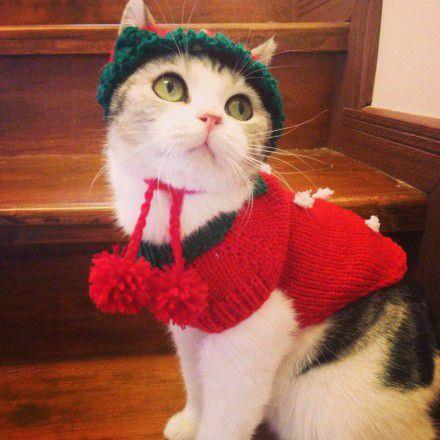 漂亮养猫的女生一定是折翅的天使图片