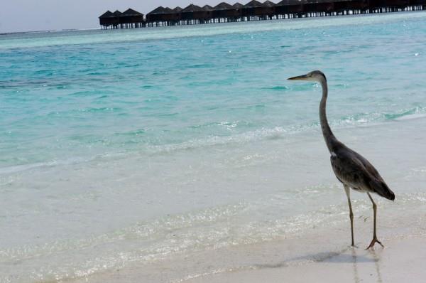 最新拥你入怀一起去马尔代夫图片