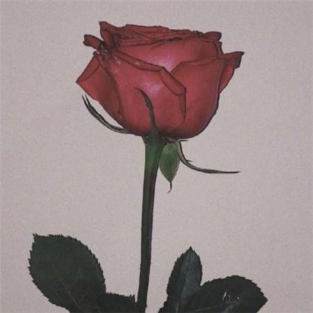 最新2021年情人节浪漫 情人节红色玫瑰花大全图片