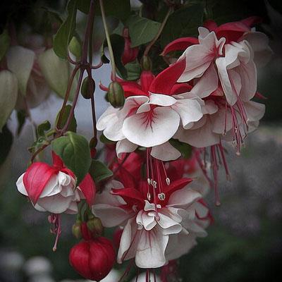 盛开中的唯美花朵高清头像图片大全