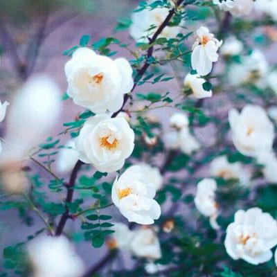 盛开中的唯美花朵高清头像图片大全