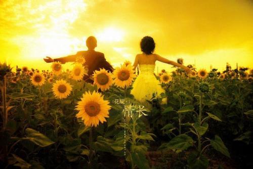 好看守护着你就像向日葵守护太阳一样执着图片
