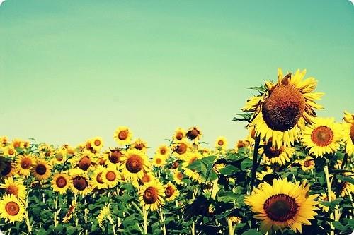 好看守护着你就像向日葵守护太阳一样执着图片