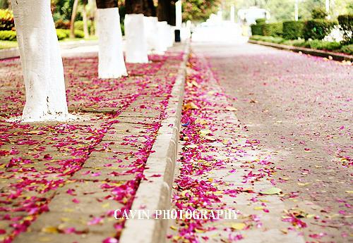 好看大树下落叶落花堆积，诉说流逝年华图片