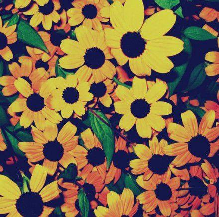 向日葵总能给人们带来希望的曙光图片