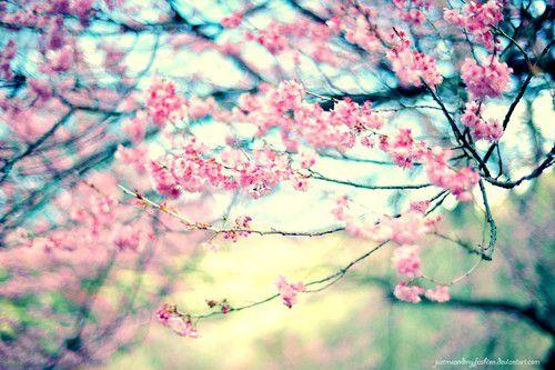 唯美相约在樱花绽放的那个季节过属于我们的情人节图片