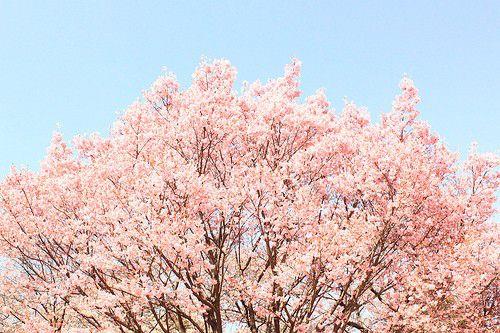 唯美相约在樱花绽放的那个季节过属于我们的情人节图片