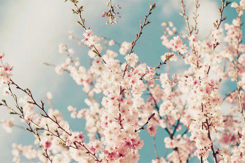 唯美相约在樱花绽放的那个季节过属于我们的情人节图片