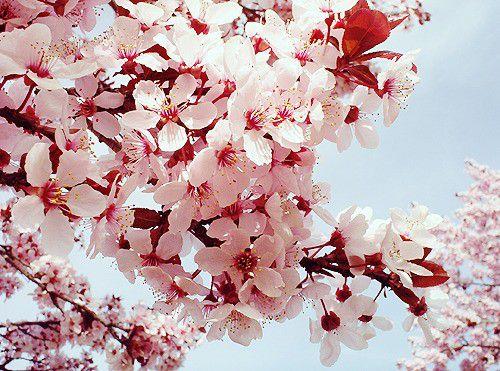 唯美相约在樱花绽放的那个季节过属于我们的情人节图片