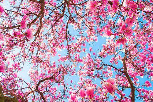 唯美相约在樱花绽放的那个季节过属于我们的情人节图片