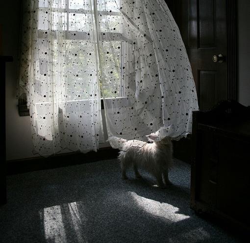 超美窗帘似旧时光中的帷幕掩埋着你我之间的记忆图片