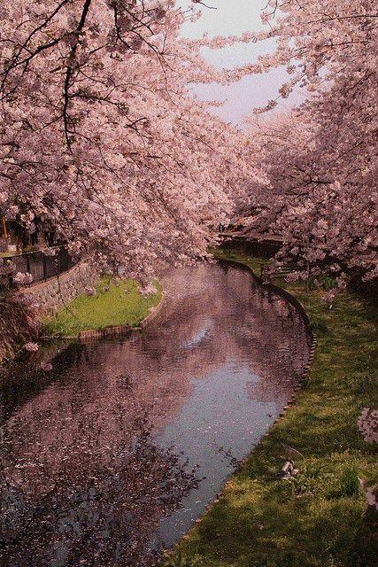 我想挽着你的手来看樱花图片