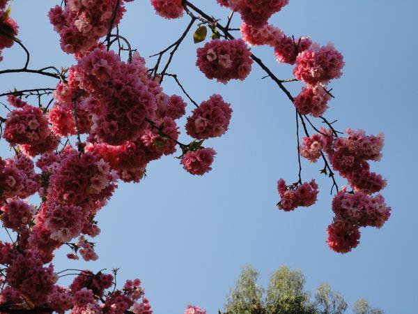 唯美过去的就过去吧如这一树樱花散落图片