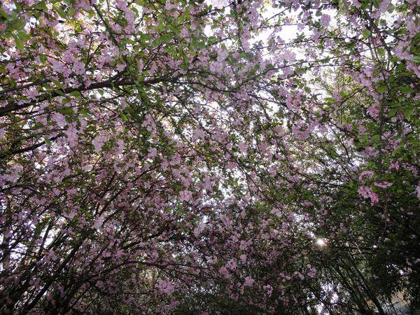 唯美过去的就过去吧如这一树樱花散落图片