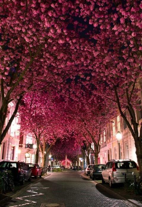 超美只求今生爱在樱花绽放图片