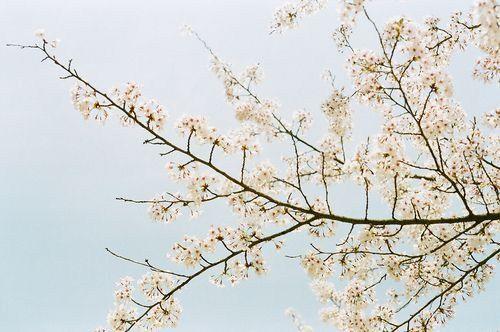 超美只求今生爱在樱花绽放图片