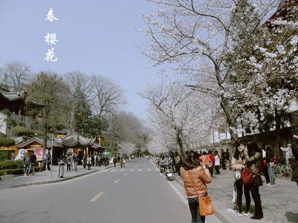 好看随着春天的脚步观赏樱花图片