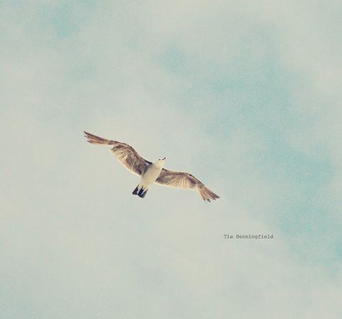 超美海鸥是这个蓝天下飞舞的生命图片