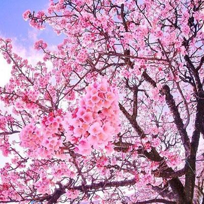 漂亮适合做头像的樱花真实，粉色樱花意境风景图片