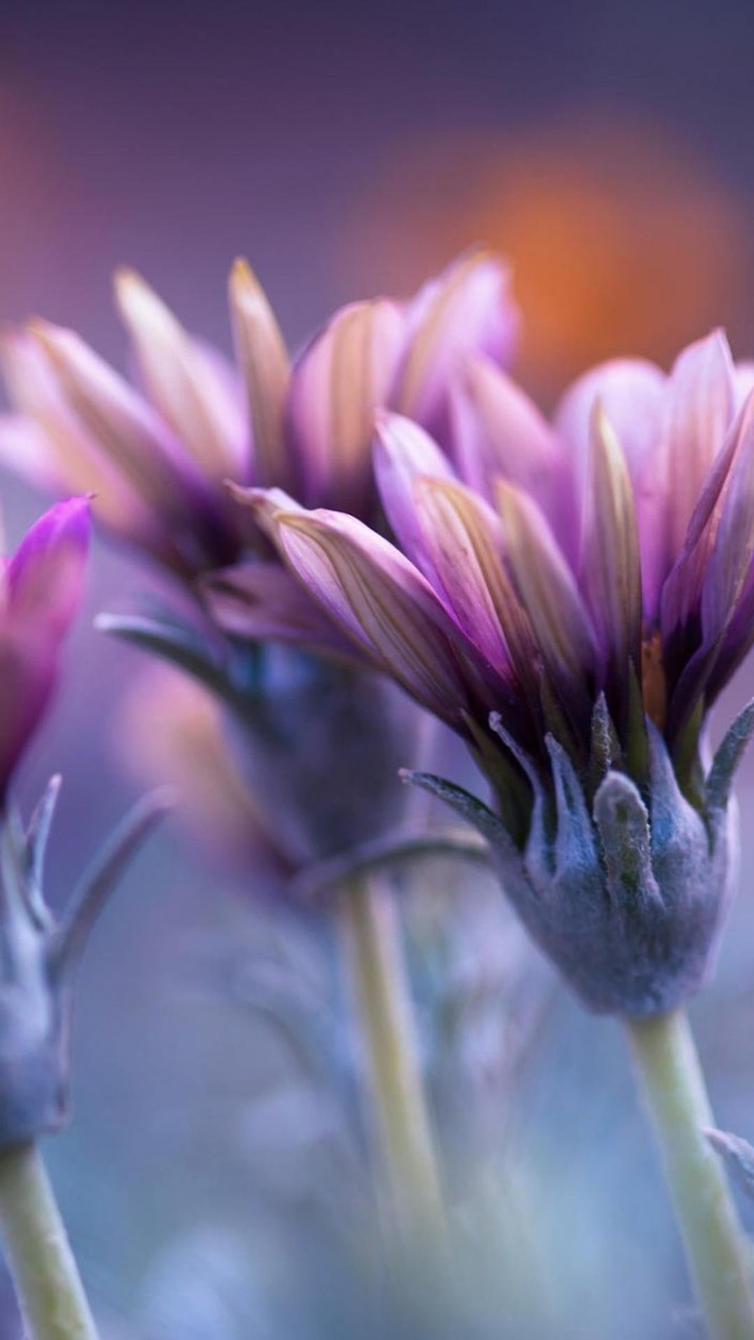 微距镜头下的唯美花朵高清手机壁纸图片