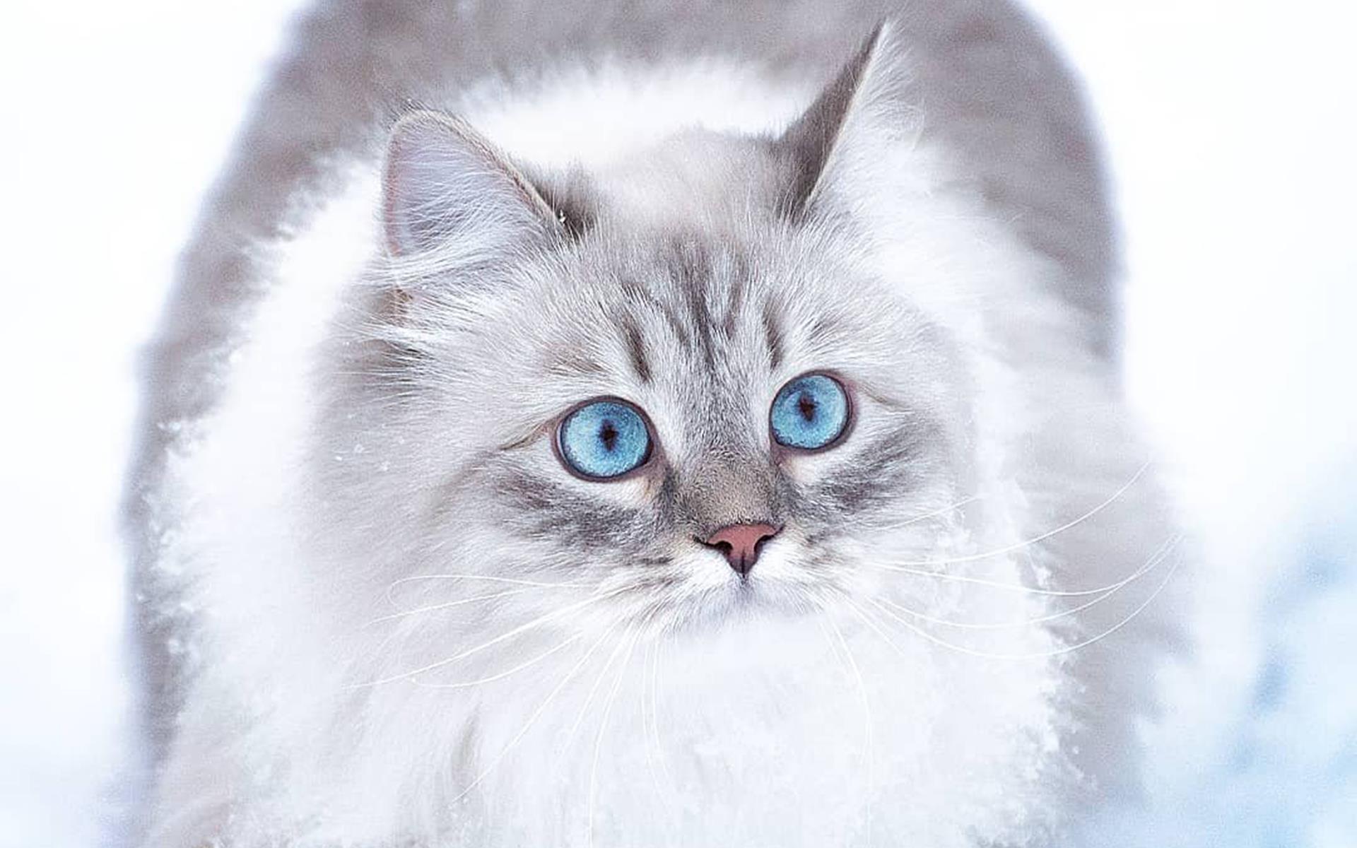 漂亮的雪地上的猫咪高清图片桌面壁纸