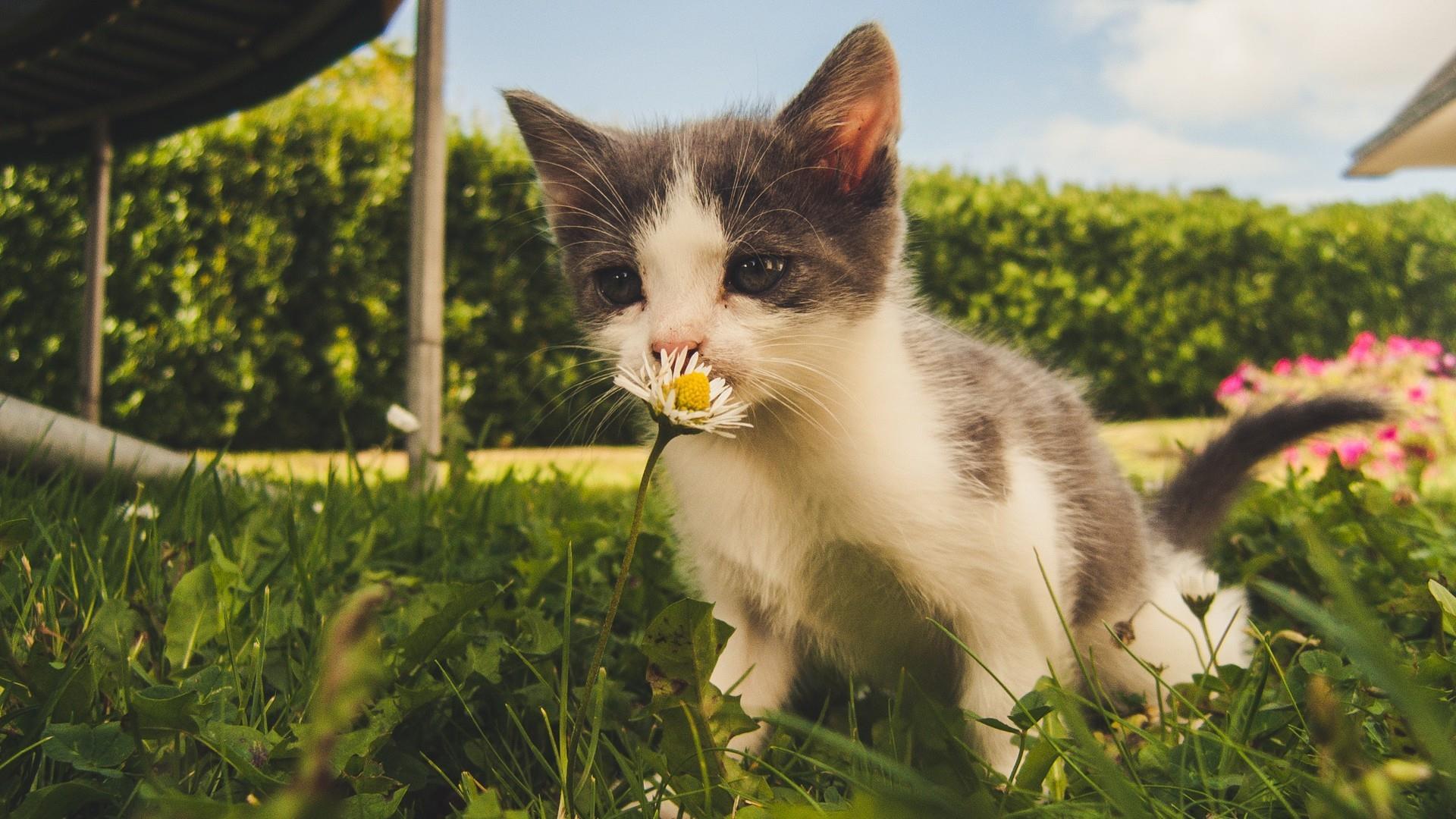 唯美超萌小奶猫图片桌面壁纸