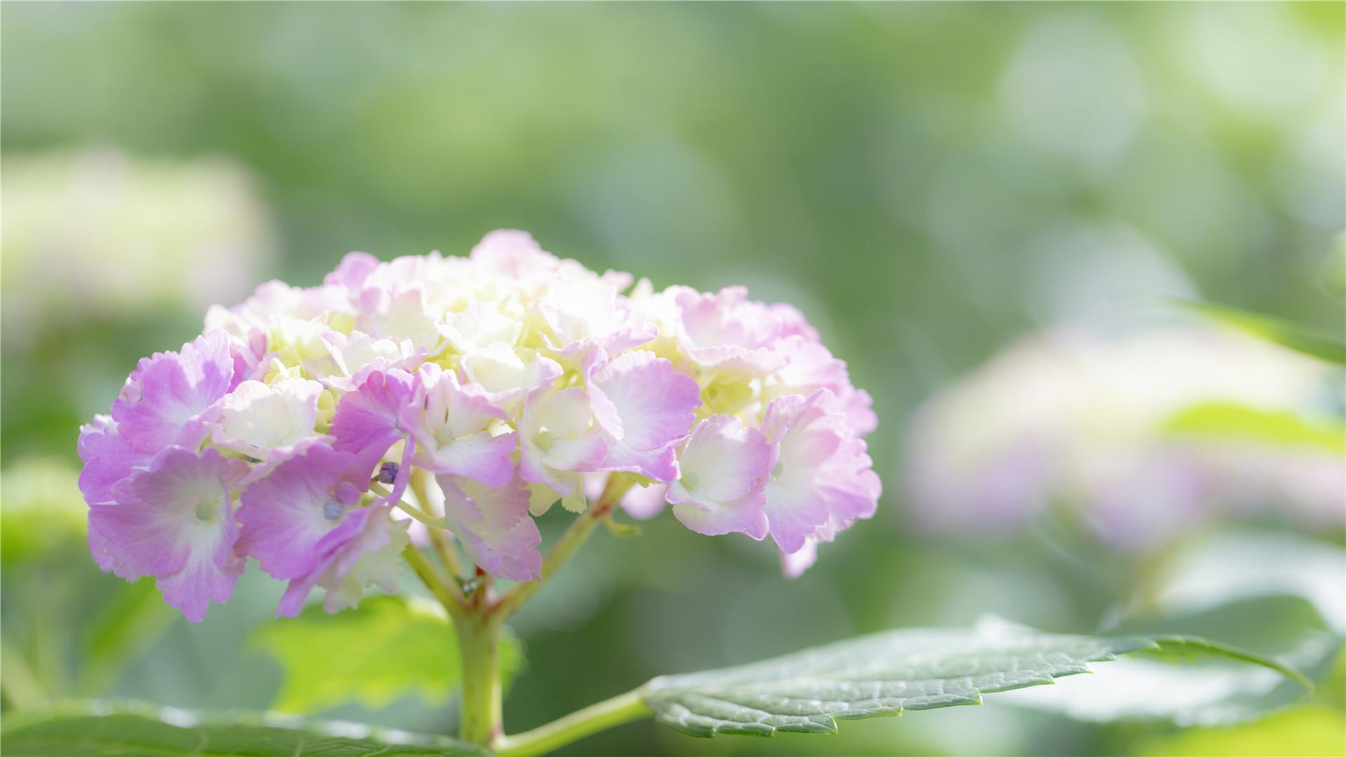 唯美清新绣球花唯美高清图片桌面壁纸