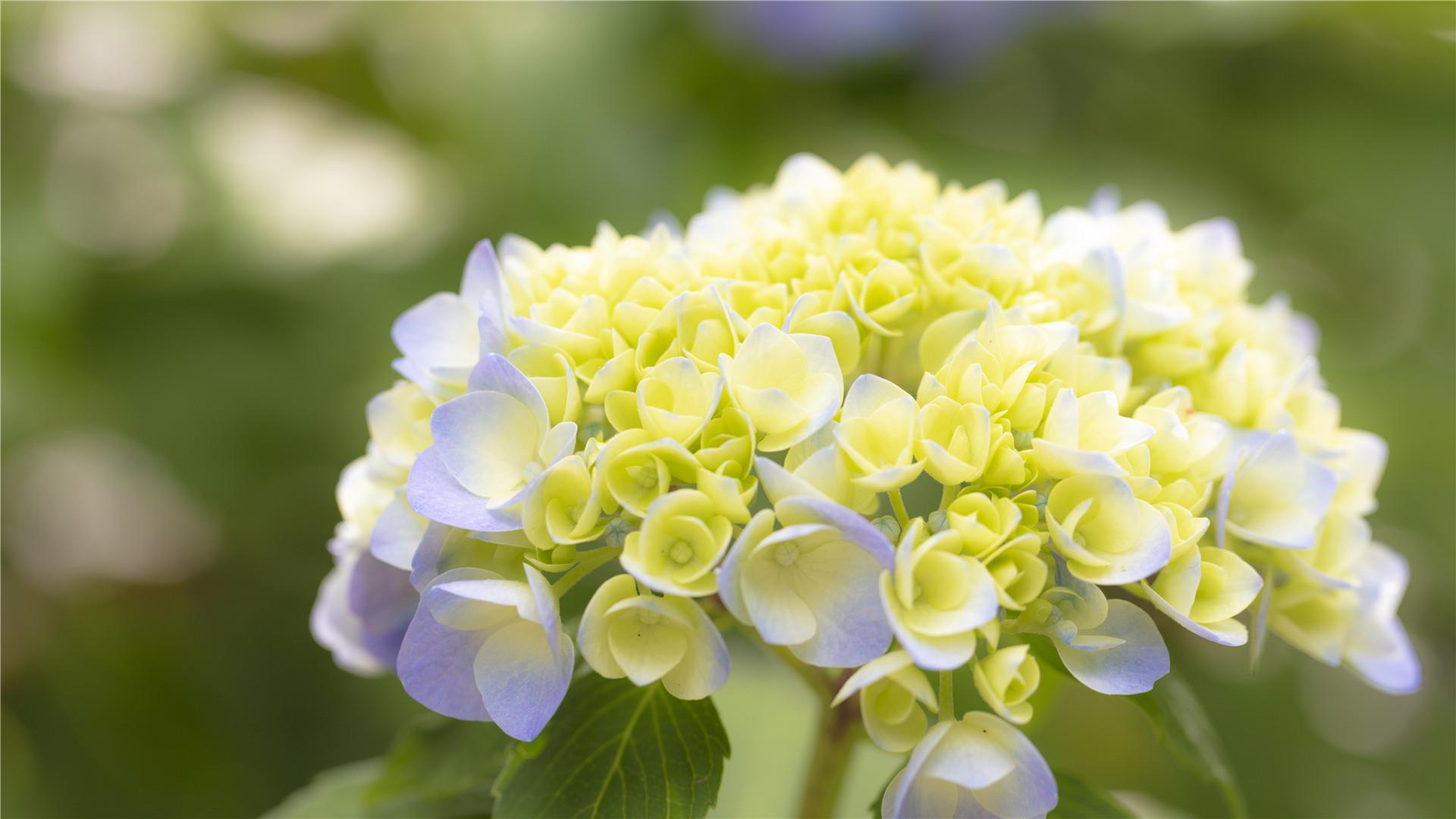 唯美清新绣球花唯美高清图片桌面壁纸