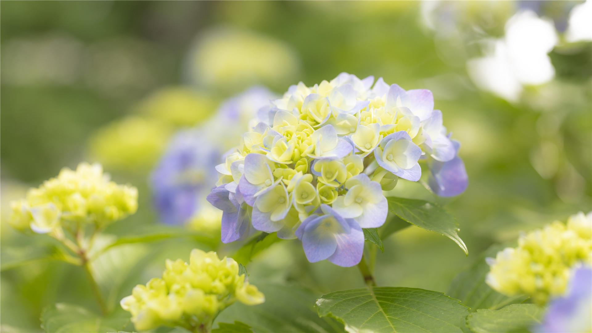 唯美清新绣球花唯美高清图片桌面壁纸