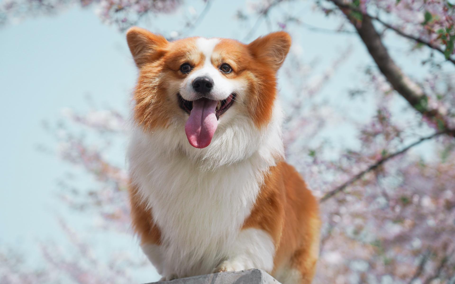 漂亮的可爱的柯基犬高清图片桌面壁纸