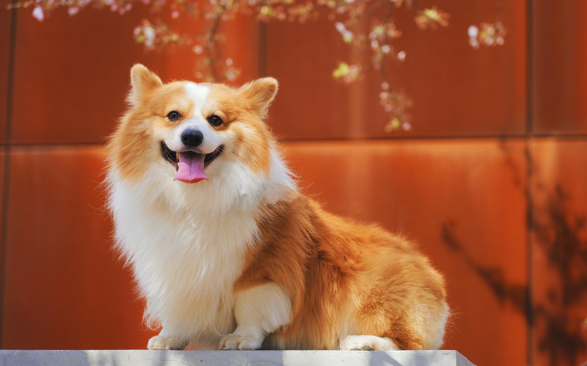 漂亮的可爱的柯基犬高清图片桌面壁纸
