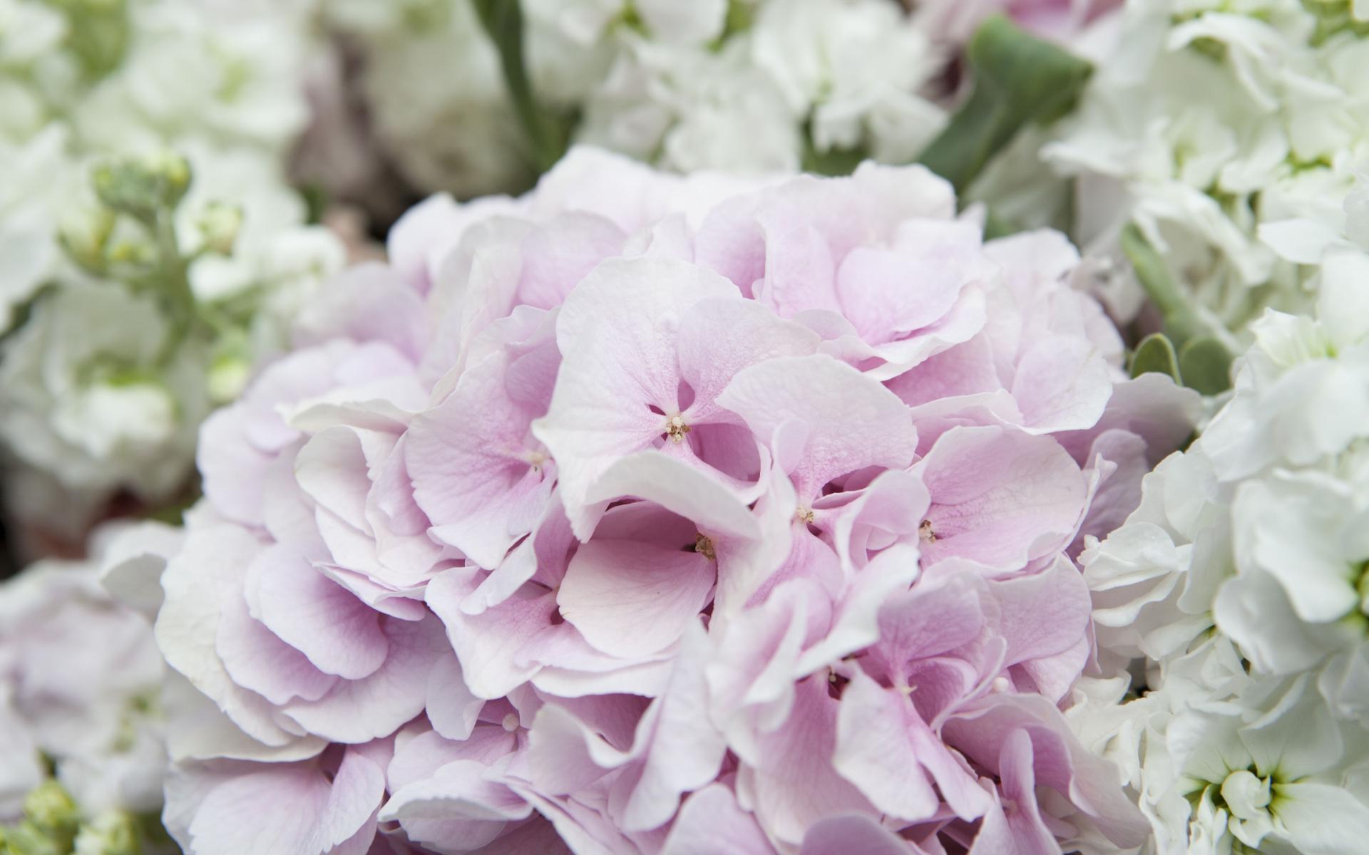 漂亮的小清新绣球花高清图片桌面壁纸