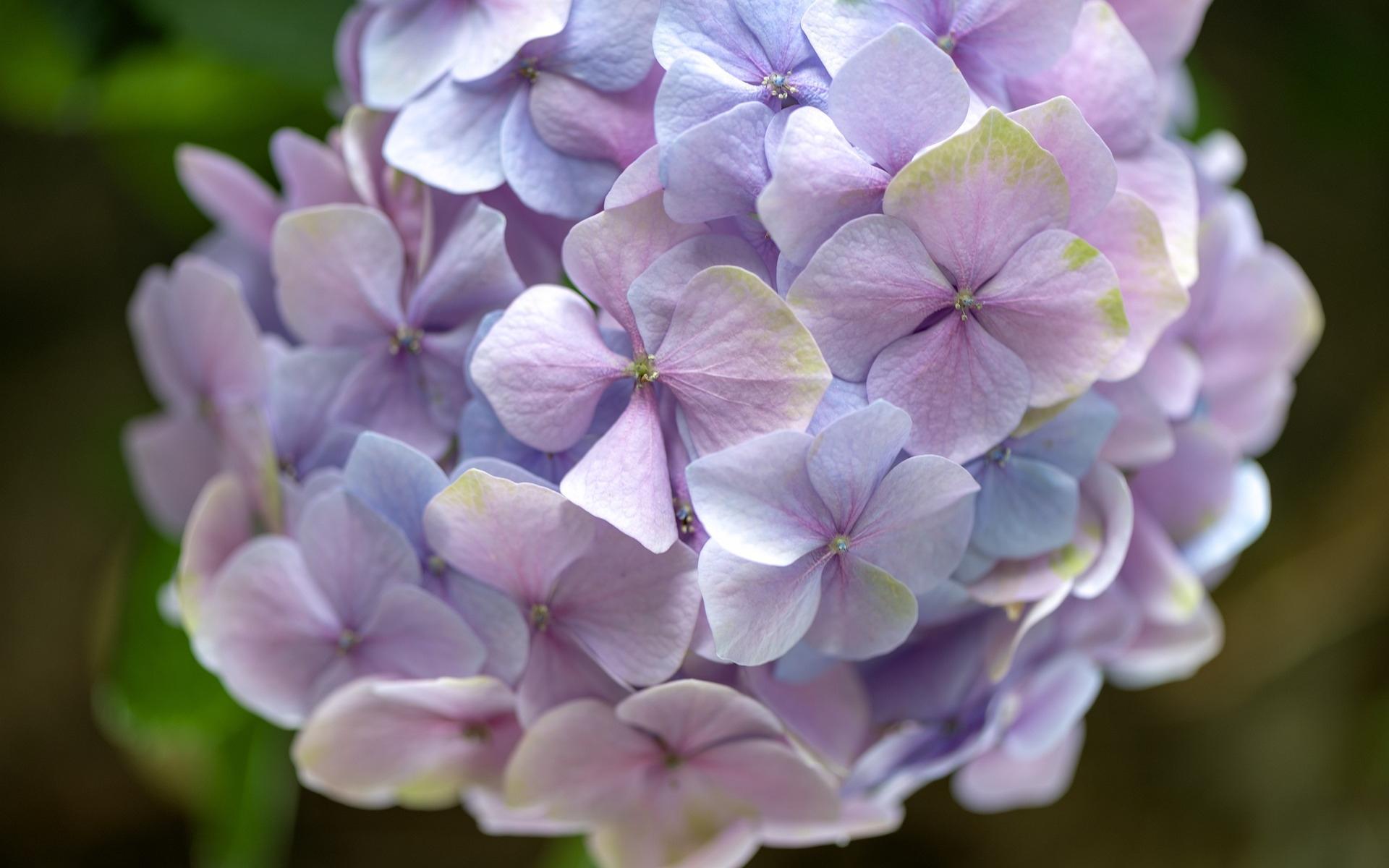 漂亮的小清新绣球花高清图片桌面壁纸