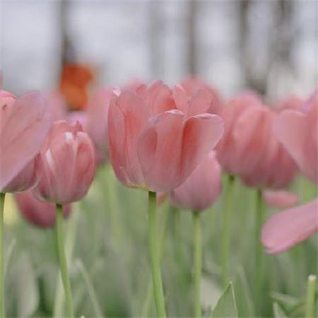 浪漫唯美的朋友圈520小清新鲜花图片