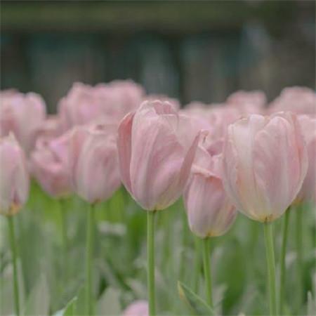 浪漫唯美的朋友圈520小清新鲜花图片