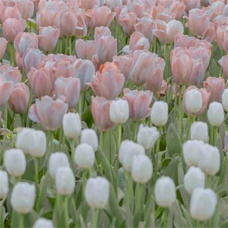 浪漫唯美的朋友圈520小清新鲜花图片