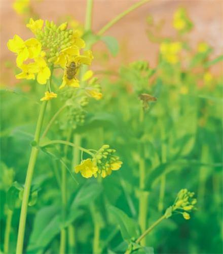 唯美小清新的油菜花田高清无水印图片