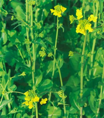 唯美小清新的油菜花田高清无水印图片