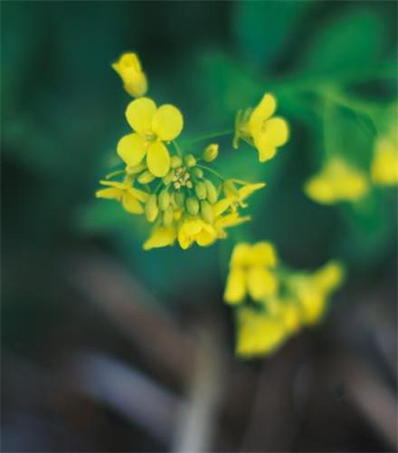 唯美小清新的油菜花田高清无水印图片