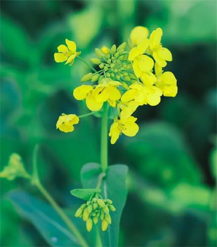 唯美小清新的油菜花田高清无水印图片