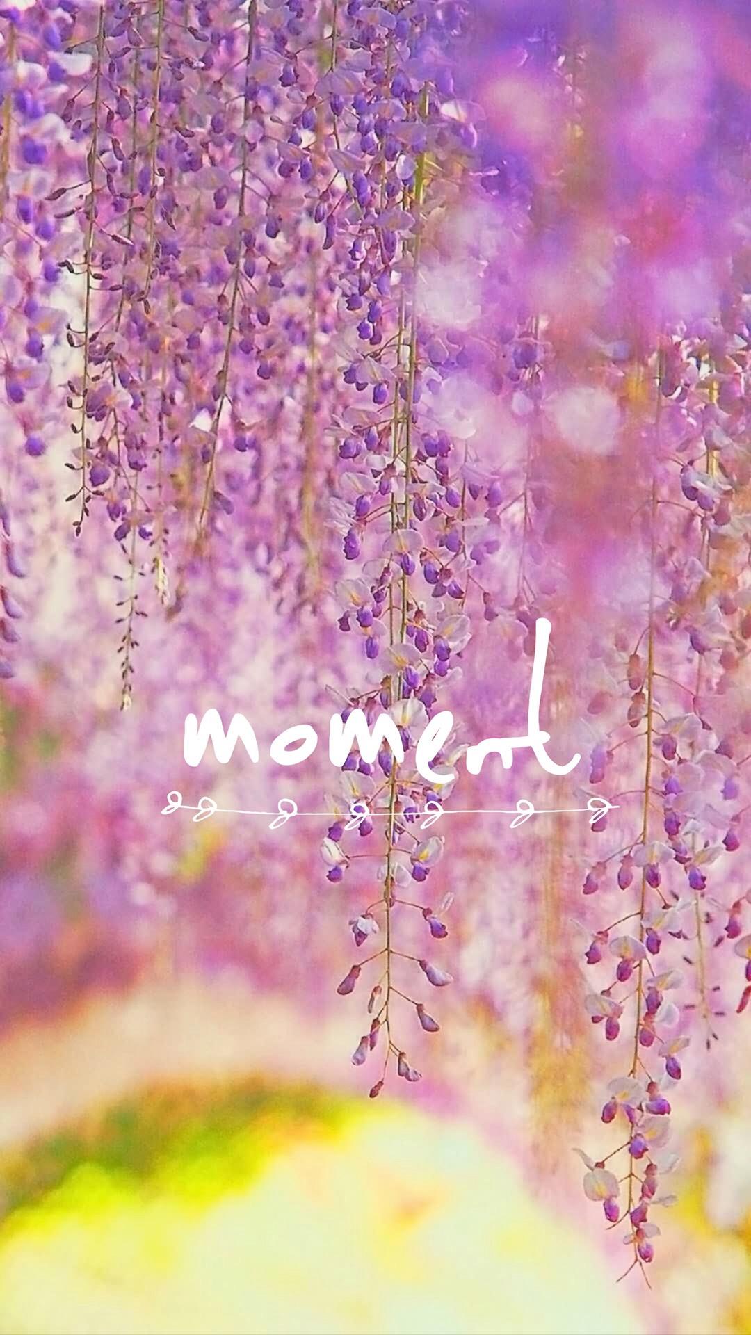 唯美紫色花朵英文手机文字壁纸图片
