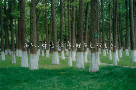 夏日风景图片唯美森系 夏天朋友圈风景图片配字