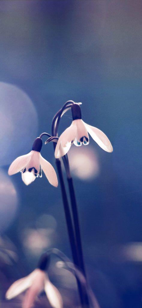 高清唯美壁纸图片清新大全