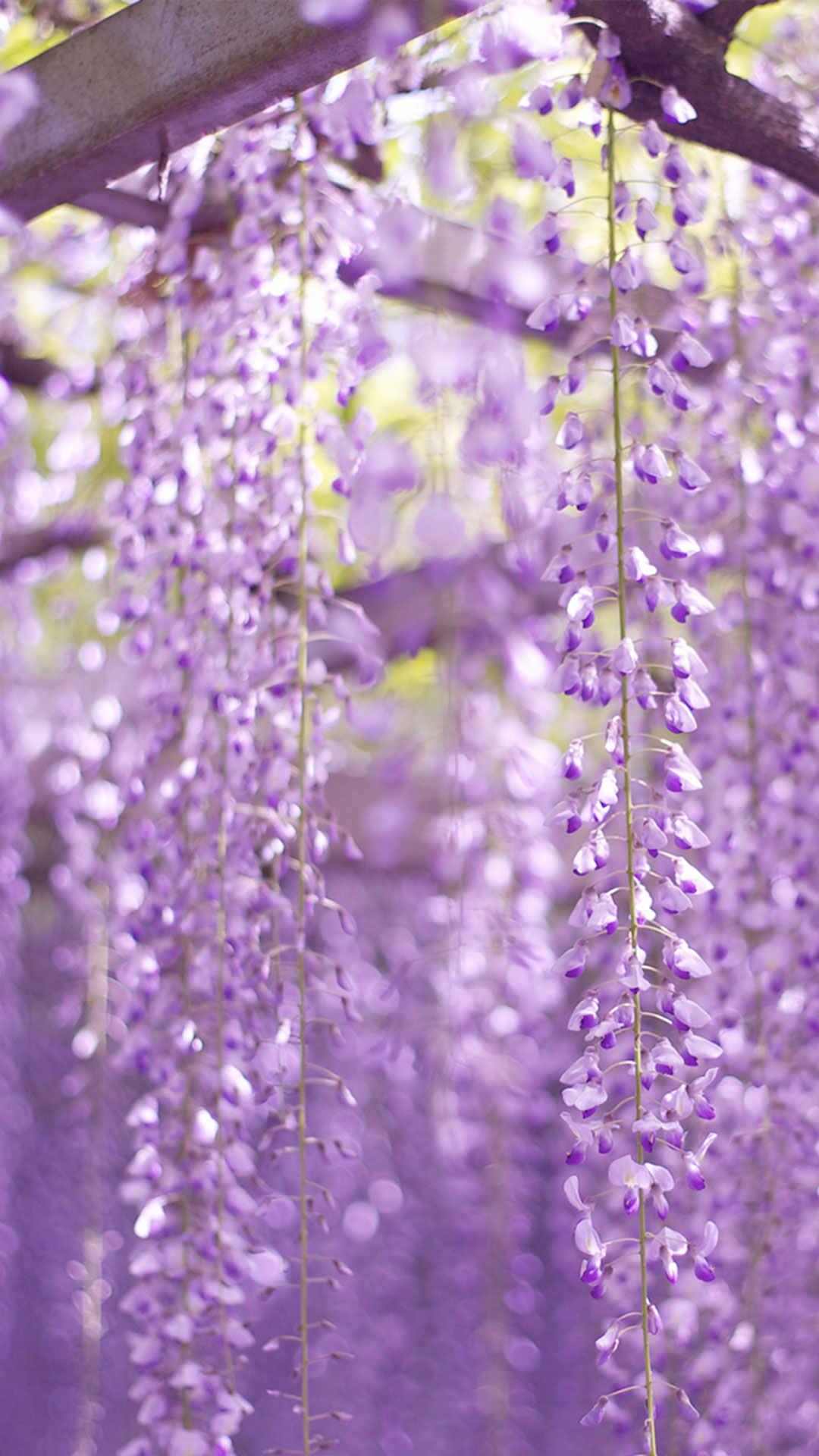 紫色唯美丁香花风景美图壁纸下载