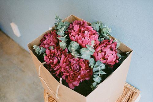 唯美植物图片小清新大全