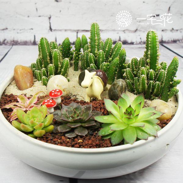 可爱的多肉植物大全