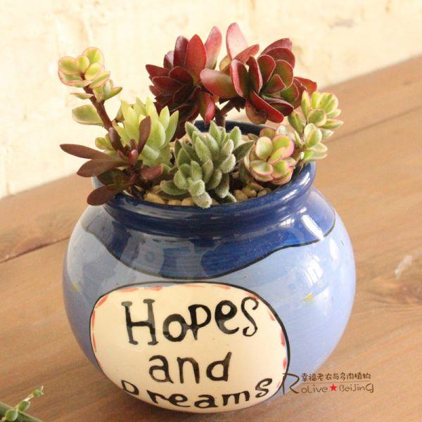 可爱的多肉植物大全