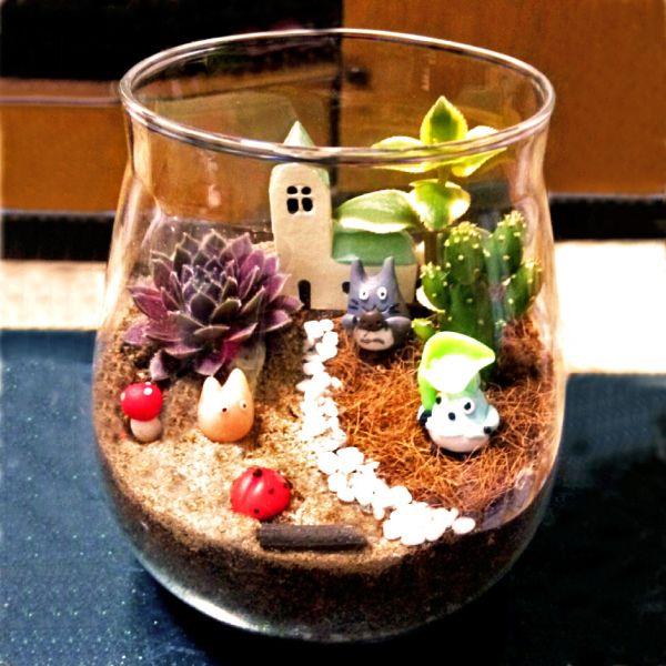 可爱的多肉植物大全