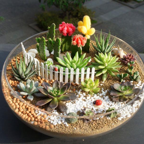 可爱的多肉植物大全